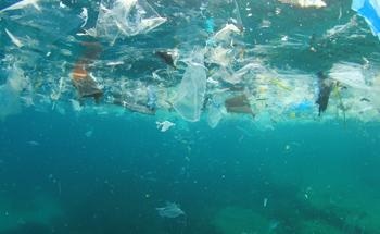 Scientists Analyze the Biodegradability of Single-Use Tableware in the Baltic Sea
