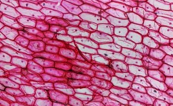 Scientists Fabricate a Hydrate-Phobic Surface Inspired by Onion Film