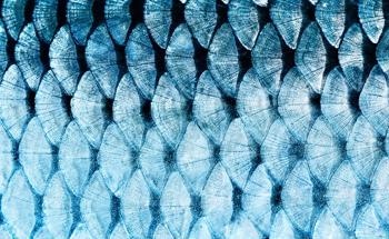 Producing Polyester with Collagen from Fish Scales