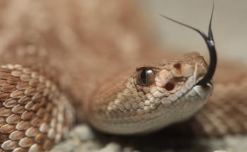 Image Fusion Algorithm Based on Rattlesnake Vision Imaging Mechanism