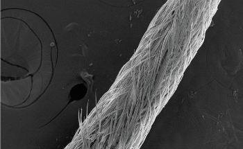 Honey Bee’s Tongue Hairs are Stiff and Hydrophobic, Study Finds