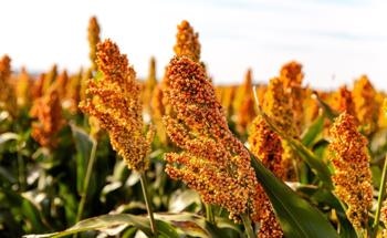 What are the Effects of Land Expansion for Biofuel Crops?