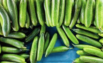 NDT Testing of Nitrates in Cucumber