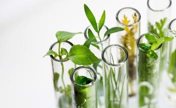 Scientists Consider the Applications of Plant-Based Hydrogels