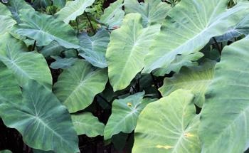 Scientists Create Self-Cleaning Surfaces Inspired by Leaves