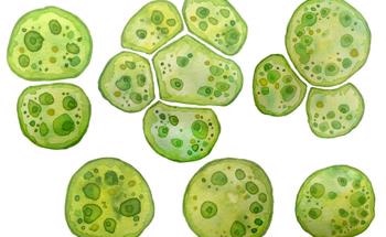 How Can We Utilize Baltic Sea Macroalgae?