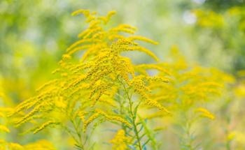 What are the Properties of Goldenrod Plant Biochar?