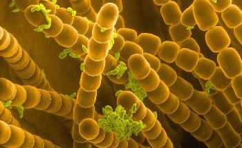 Edible, Fluorescent Silk Tags can be Used to Verify the Authenticity of Medications