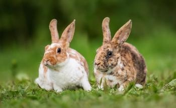 Biomass Carbon Material Made from Waste Rabbit Hair