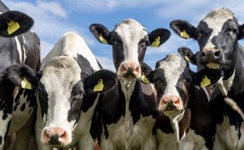 How Can We Sustainably Utilize Waste Animal Proteins?