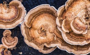 Biocomposites from Fungal Biomass