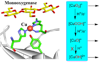 Researchers Measure Reactivities of Diverse Mononuclear Copper-Oxygen Species in Biological and Synthetic Systems