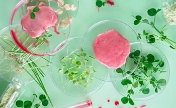 Creating Cultured Meat with 3D Wheat Glutenin Structures