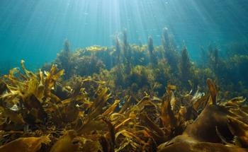 Can Dissolved Iron from Industry Promote Seaweed Growth?