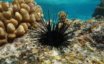 Carbon Spheres Modeled on Sea Urchins for Use in Batteries