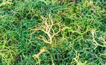 Novel Methods to Remove Polysaccharides from Macroalgae
