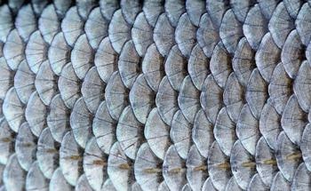 Tendon/Bone Healing with Mineralized Fish Scale Scaffolds