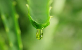Effective Use of Lignocellulose for Green Solvents