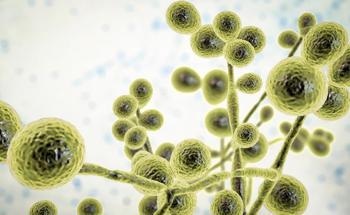 Making Bioethanol with Both Fungi and Bacteria
