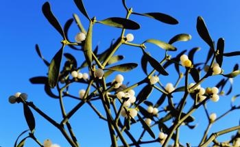 Mistletoe Could Be Used as a Medicinal or Technical Material