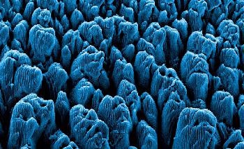 Researchers Analyze the Possible Toxicity of Graphene-Polymer Composite Fragments