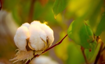 Use of Cotton Stalks in Lithium-Ion Batteries: How Does Particle Size Affect Function?