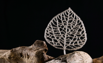 New Biomass-Derived Plastic Meets the Criteria for Replacing Several Types of Current Plastics