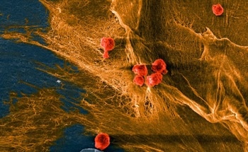 Biomaterial Offers Promising New Approach to Mimic Natural Tissue