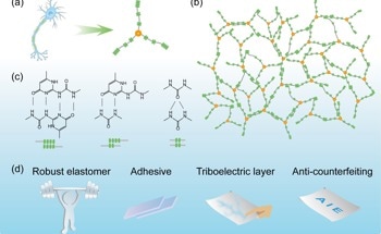 New Neuron-Inspired Telechelic Polymer with Remarkable Mechanical and Physical Properties