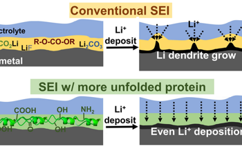 The Formation and Development of Protein-Modified SEI in Li Metal Batteries