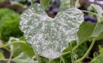 How Can Carbohydrate Biopolymers Protect Plants from Fungi?