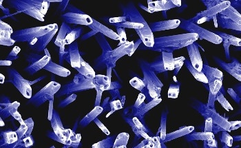 Scientists Develop New Method to Improve Efficiency of Biocatalysis