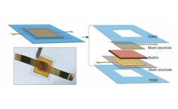 New Biofilm Powered by Bacteria to Initiate Green Revolution