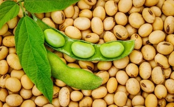 Can We 3D Print Food with Defatted Soybean Powders?