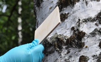 An Eco-Friendly Alternative for Adhesives