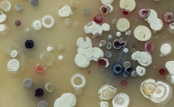 Industrial Use of Marine Actinobacteria for Biofuel Production