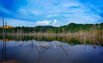What Role will Blue Carbon Play in China's Efforts to Reduce Emissions?