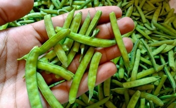 Scientists Chemically Tailor Guar Gum to Improve It