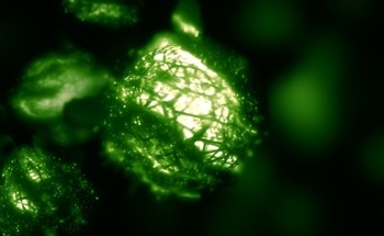 Using Microbial Fuel Cells to Treat Wastewater