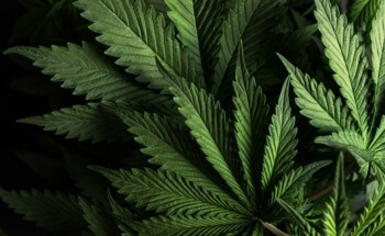 Bioplastics from Cannabidiol Harbor Antioxidant Properties