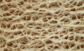 Geopolymers with Plant Fiber  -  What are their Properties?