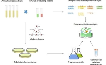 Efficient “Cocktail” of Enzymes to Accelerate Lignocellulose Biodegradation