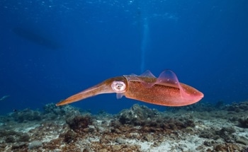 Soft Heat Pipes Inspired by Squids