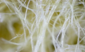 Electrochemical Applications of Lignin-Derived Carbons
