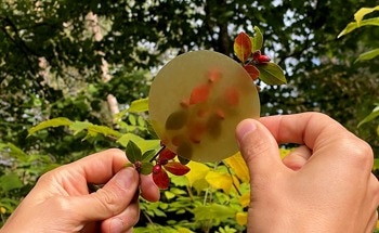 Developing Building Supplies from Wood-Based Plastic