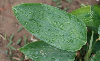 How Can Droplets Hitting Plant Leaves Inspire Artificial Materials and Devices?