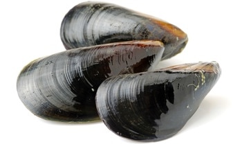 How Can a Mussel-Inspired Hydrogel Promote Wound Healing?
