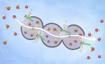 New Material Facilitates Separation of Heavy Water from Normal Water