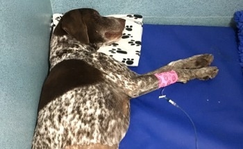 CPD Veterinary Webinar on Efficient Diagnosis of Inflammatory Diseases