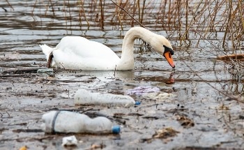 Collaborative Effort Aims to Develop New Ways to Chemically Recycle Plastics